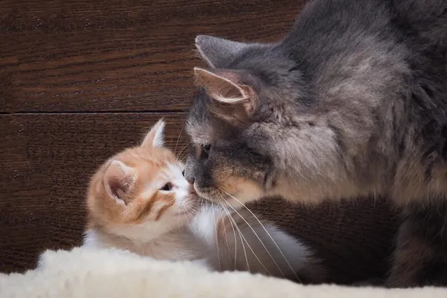 How to Get an Older Cat to Accept a Kitten: 7 Vet-Approved Steps
