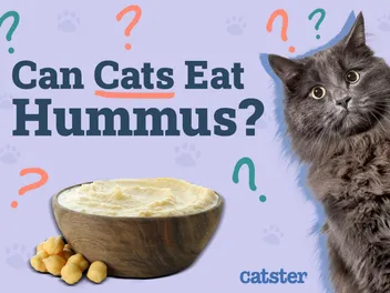 Can Cats Eat Hummus? Vet-Reviewed Nutrition and Safety Facts