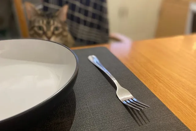 Can Cats Understand Multiple Languages? Dr. Lauren's Perspective