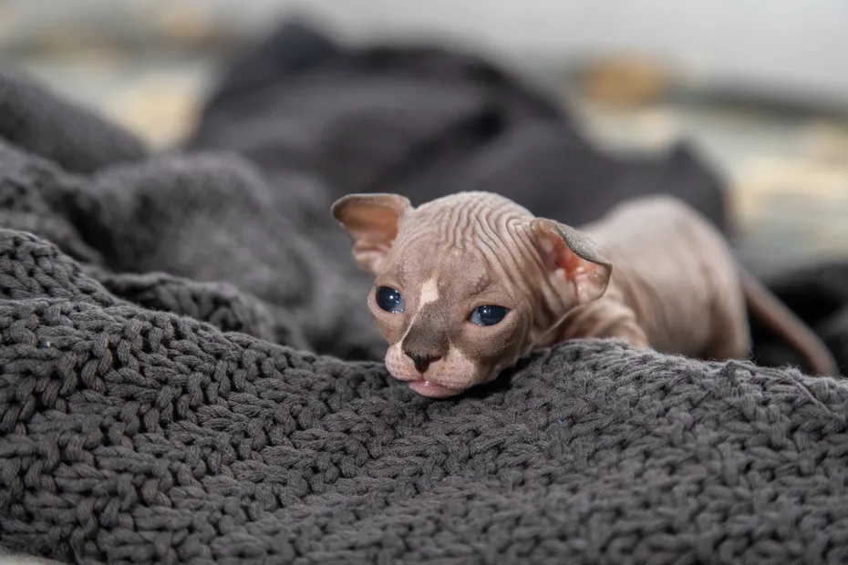 Little naked kittens of Sphynx