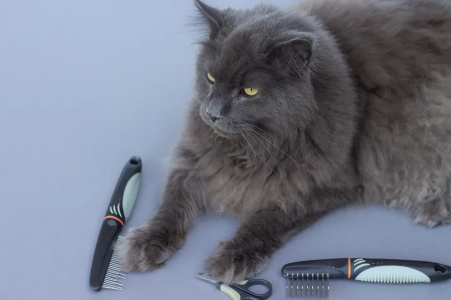 Maine Coon cat ready for grooming