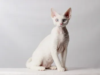Devon Rex Cat Breed Info: Pictures, Temperament & Traits