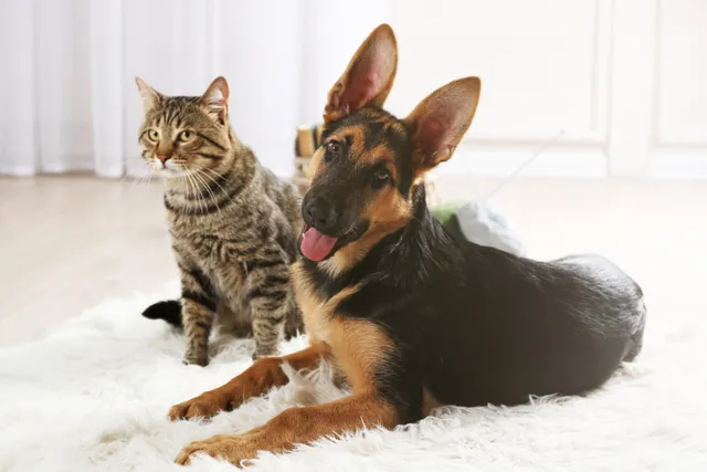 Why Do Cats Hate Dogs? Vet-Reviewed Facts & Tips