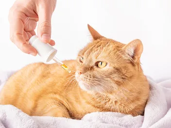 10 Best Fish Oil Supplements for Cats in 2026 - Reviews & Top Picks