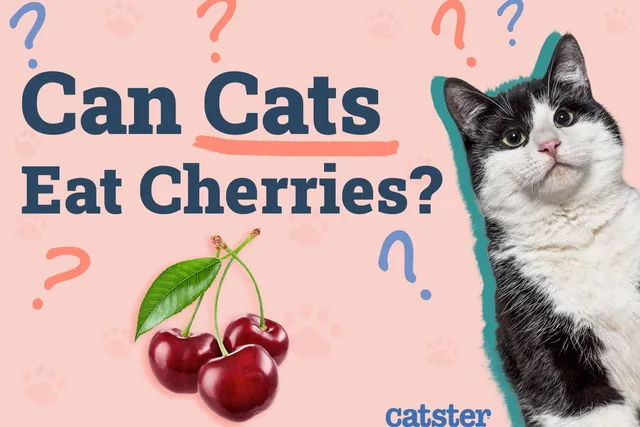 Can Cats Eat Cherries? Vet-Reviewed Risks & Precautions