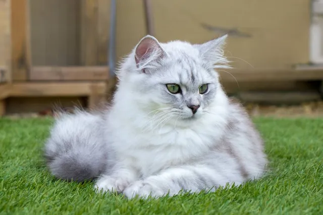 Are Ragdoll Cats High Maintenance? Vet-Verified Facts & Info