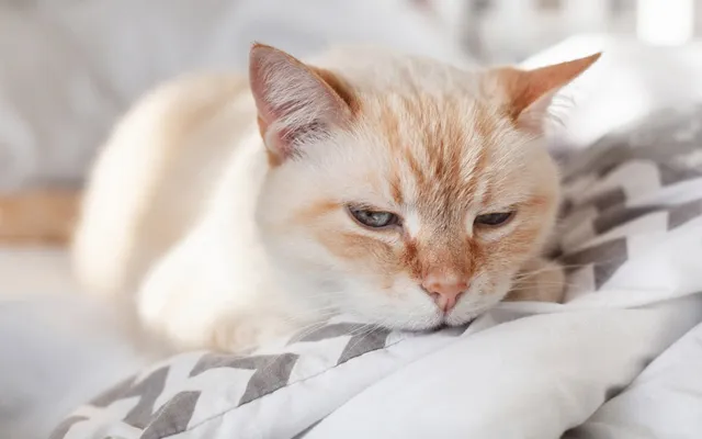 Hemolytic Anemia in Cats: Our Vet Explains the Causes, Treatment & FAQs