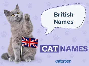 300 British Cat Names: Great Ideas for Your Noble Cat