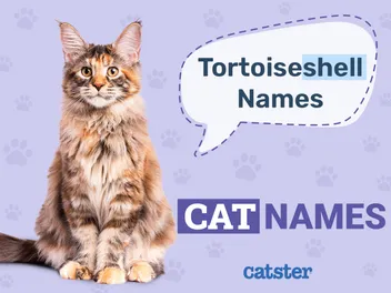 100+ Tortoiseshell Cat Names: Great Ideas For Your Cute Cat