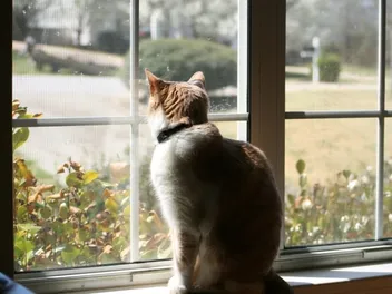 Do Cats Get Lonely When You Go to Work? Vet-Reviewed Signs & Entertainment Tips