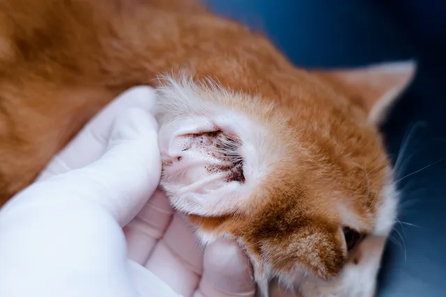 Can I Catch Ear Mites From My Cat? Vet-Verified Facts & Info