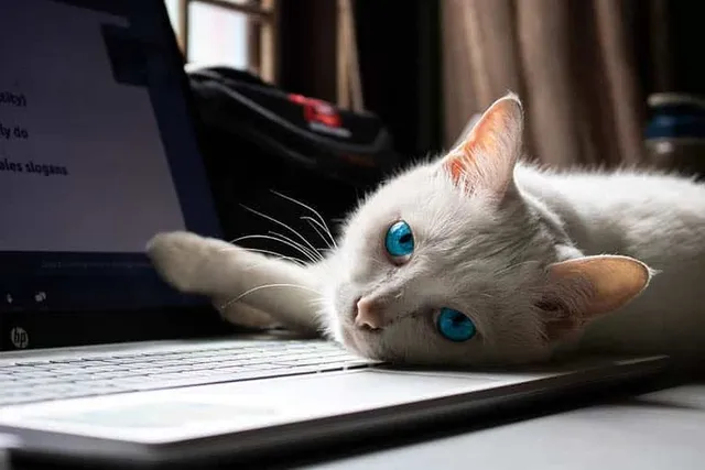Why Does My Cat Lie on Top of My Laptop? 3 Vet-Reviewed Reasons
