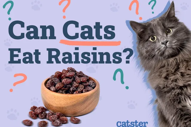 Can Cats Eat Raisins? Vet-Reviewed Facts & FAQ
