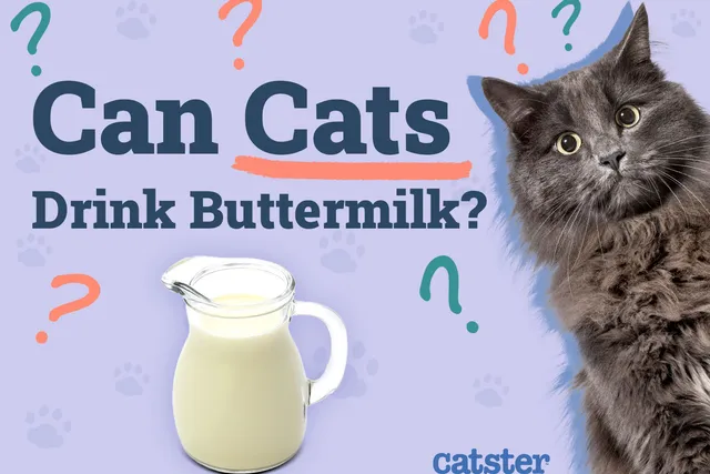 Can Cats Drink Buttermilk? Vet-Approved Diet Facts & FAQ
