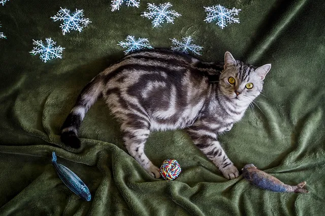 14 Vet-Verified American Shorthair Cat Colors & Patterns (With Info & Pictures)