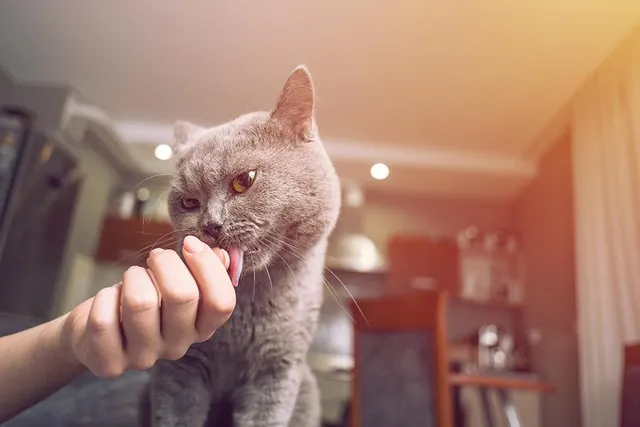 Why Does My Cat Suck on My Fingers? 3 Vet-Reviewed Reasons