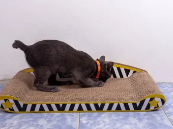 15 Easy DIY Cardboard Cat Scratcher Plans To Make Today (With Pictures)
