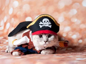 National Meow Like a Pirate Day 2026: When & How to Celebrate
