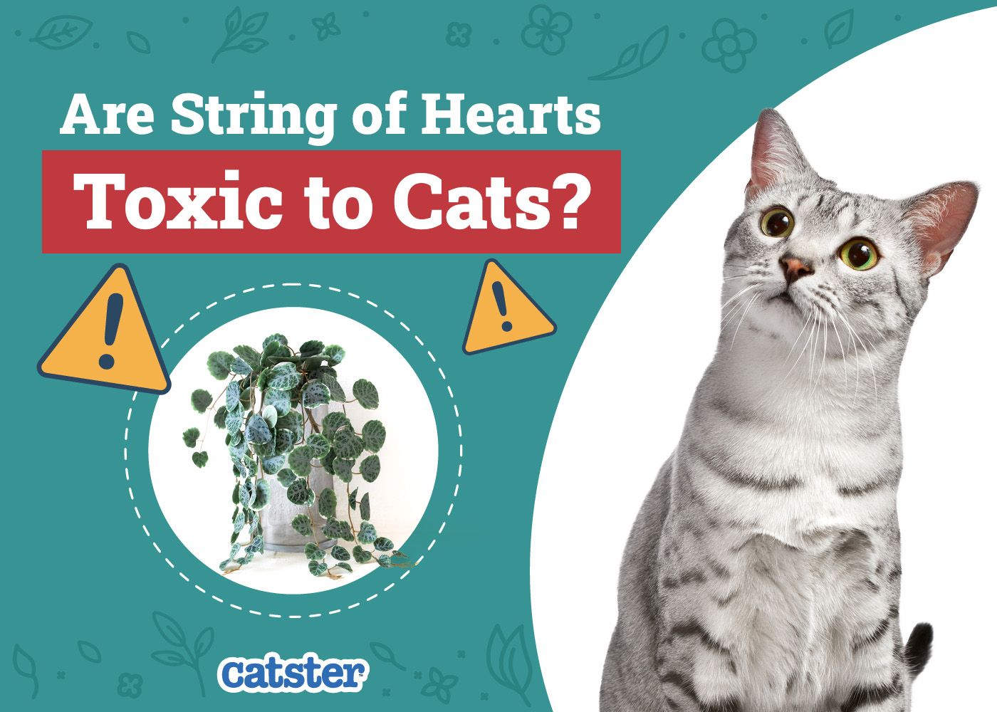 Catster_Are String of Hearts Toxic to Cats