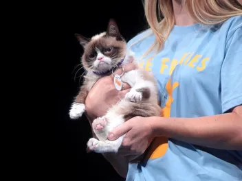 26 Grumpy Cat Memes – Classic & Funny