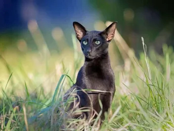 Why Does My Cat Hunt? Vet-Approved Behavior Science & Information