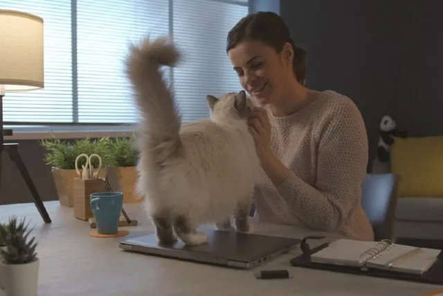 Why Do Cats Lift Their Tail When Petted? 4 Vet-Reviewed Reasons
