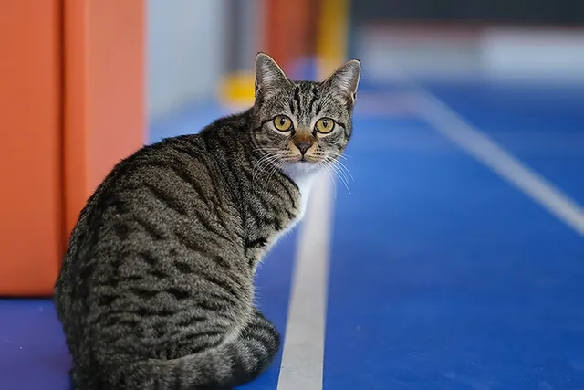 Chinese Dragon Li Cat Breed Info: Pictures, Temperament & Traits