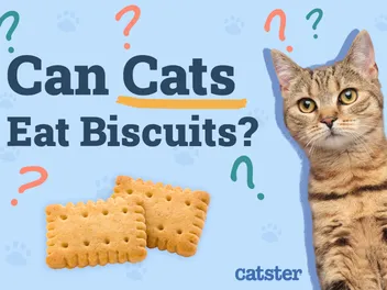 Can Cats Eat Biscuits? Nutritional Risks & Advice
