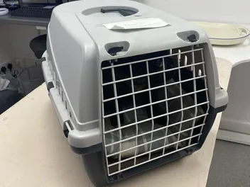 A Cat Owner’s Manual: Dr. Lauren Explains Cat Carriers