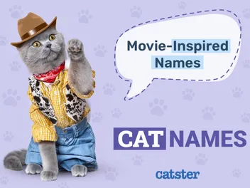 100+ Movie-Inspired Cat Names - Disney, Famous, & Colored Cat Names