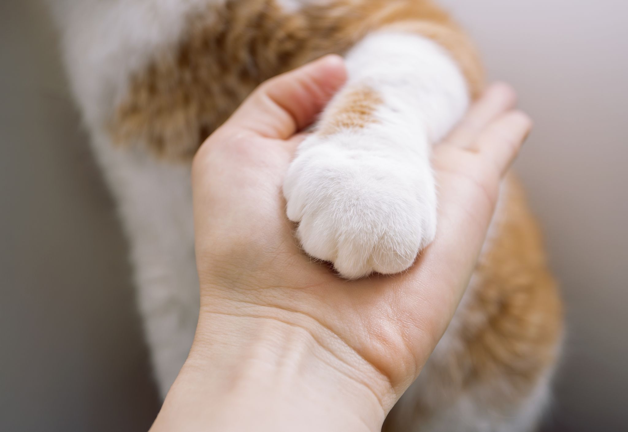 Declawing Cats: Our Vet Explains the Truth, History & Alternatives