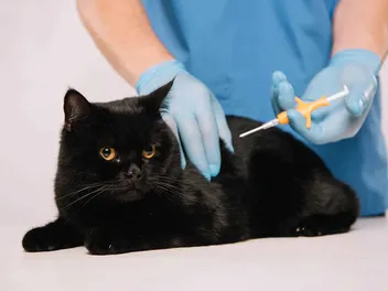 How Much Does It Cost to Microchip a Cat? (2026 Update)