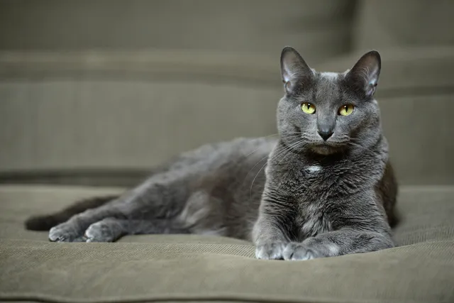 Korat Cat: Breed Info, Pictures, Temperament, & Traits