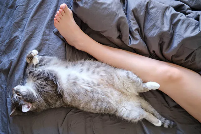 Where Do Cats Like to Sleep? 5 Typical Places
