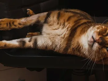 Head Pressing in Cats: What Is It and What to Do? (Vet Answer)