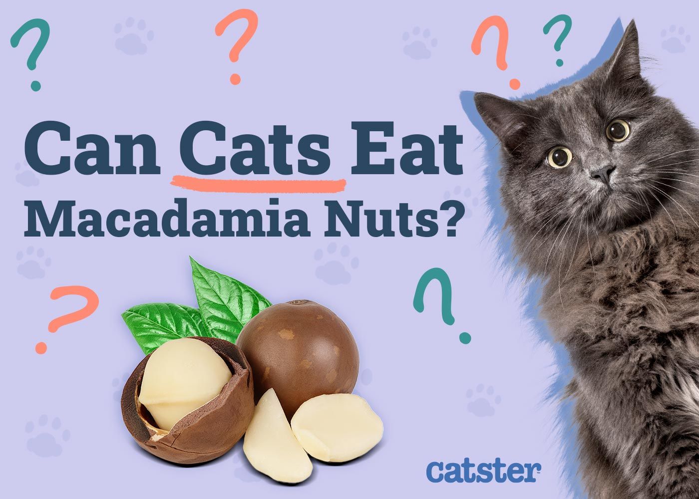 Can Cats Eat Macadamia Nuts