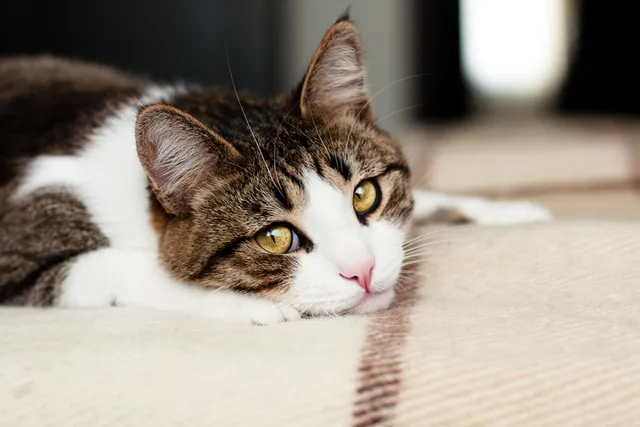 Can I Leave My Cat Alone for a Weekend? Vet Reviewed Facts & FAQ