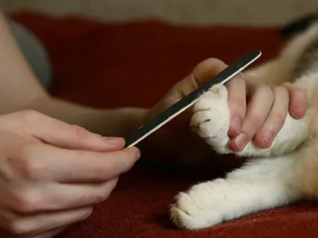 Why Do Cats Like Nail Files? 4 Vet-Verified Theories & Possible Reasons