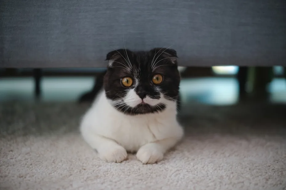Black and white Scottish Fold