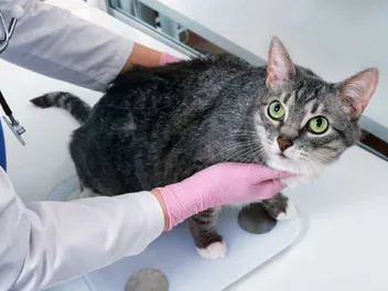 Why Is My Cat Not Losing Weight? Vet Approved Reasons & Advice