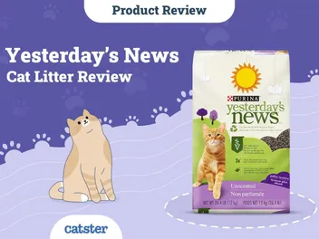 Yesterday’s News Cat Litter Review of 2026: Recalls, Pros & Cons