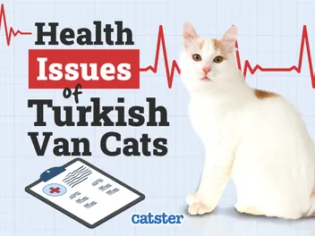 Turkish Van Cat Health Problems: 8 Vet-Reviewed Issues
