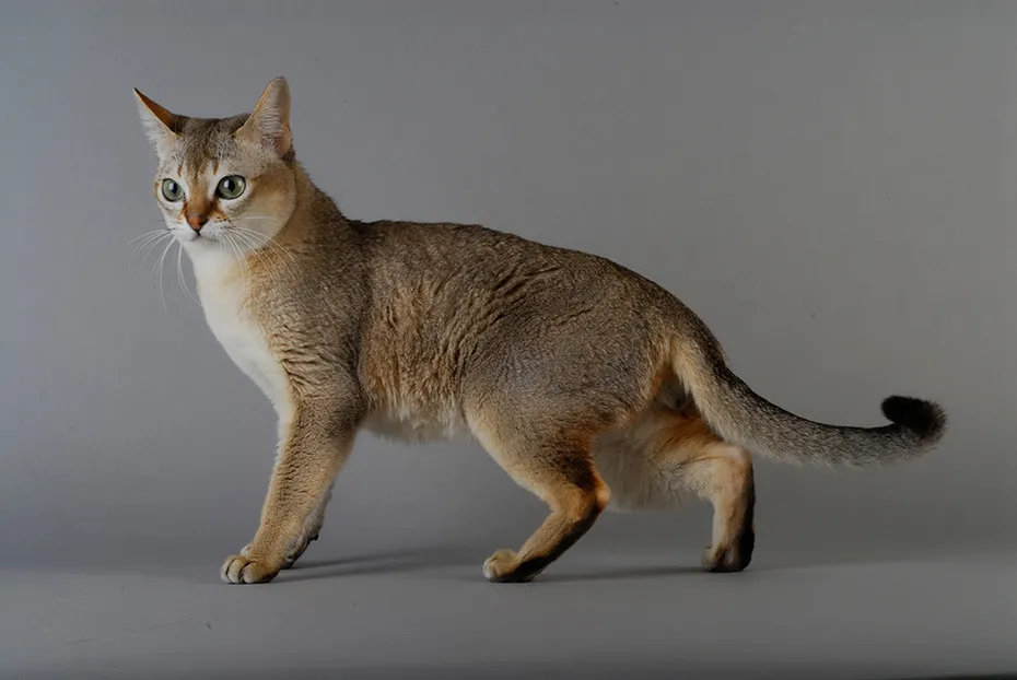 Singapura cat on grey background