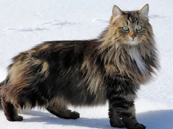 Norwegian Forest Cat: Info, Pictures, Facts, & Traits