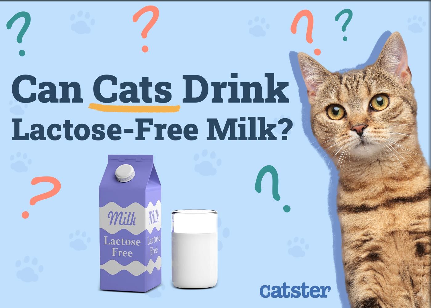 Can Cats Drink Lactose-Free Milk