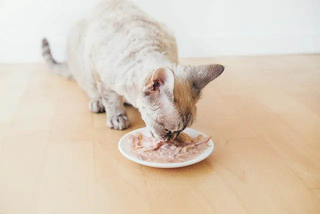 Why Does My Cat Only Eat Wet Food? Vet Reviewed Facts & Suggestions