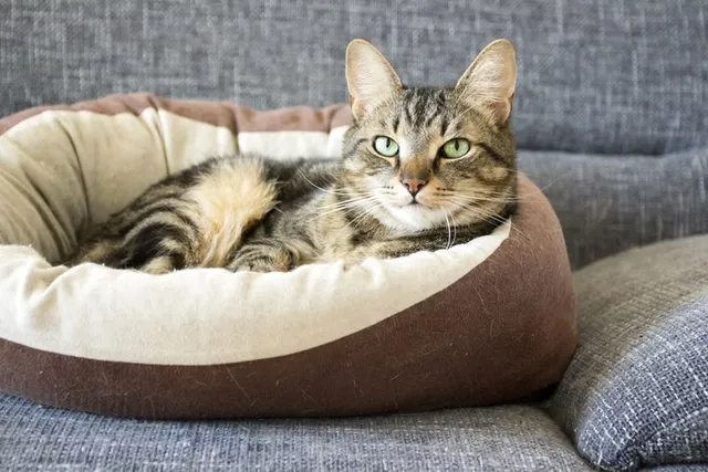 24 Modern Cat Furniture Pieces That Will Look Great in Your Home