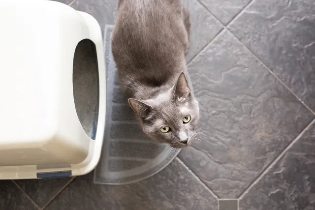 How Long Can a Cat Go Without Peeing? Vet Reviewed Facts & FAQ