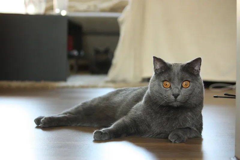 Chartreux lying on the floor