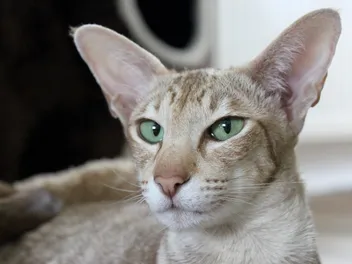 How Far Can Cats See? Vet-Verified Feline Vision Facts
